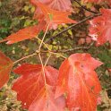 Sorbus torminalis feuille automne